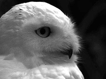 Close-up portrait of white owl