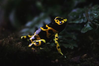 Close-up of yellow frog on rock