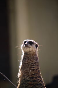 Close-up of meerkat