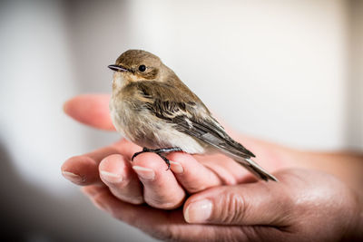 Close-up of cropped hands holding bird