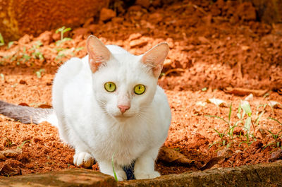 Portrait of white cat