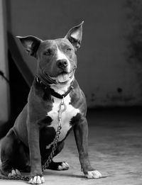 Portrait of dog looking at camera