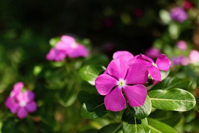 Close-up of pink flowering plant