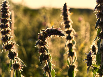 Close-up of wilted flowers on field