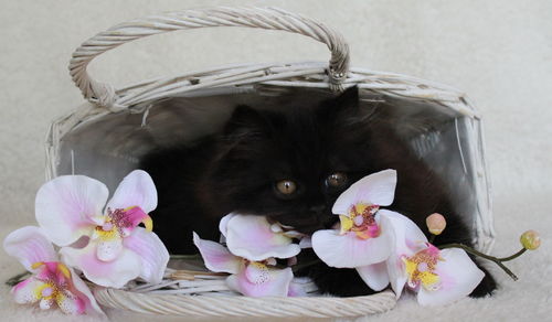 Close-up of cat in basket