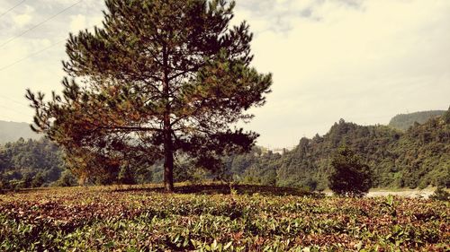 Trees on field against sky