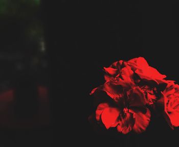 Close-up of flower over black background