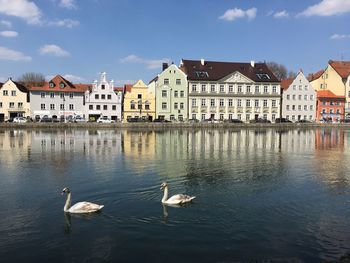 Birds in a lake