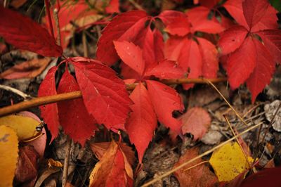 Close-up of red maple leaves on branch