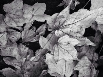 Full frame shot of dry leaves