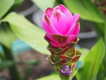 Close-up of pink flower