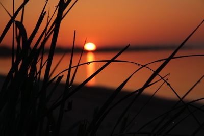 Close-up of silhouette plants against sky during sunset