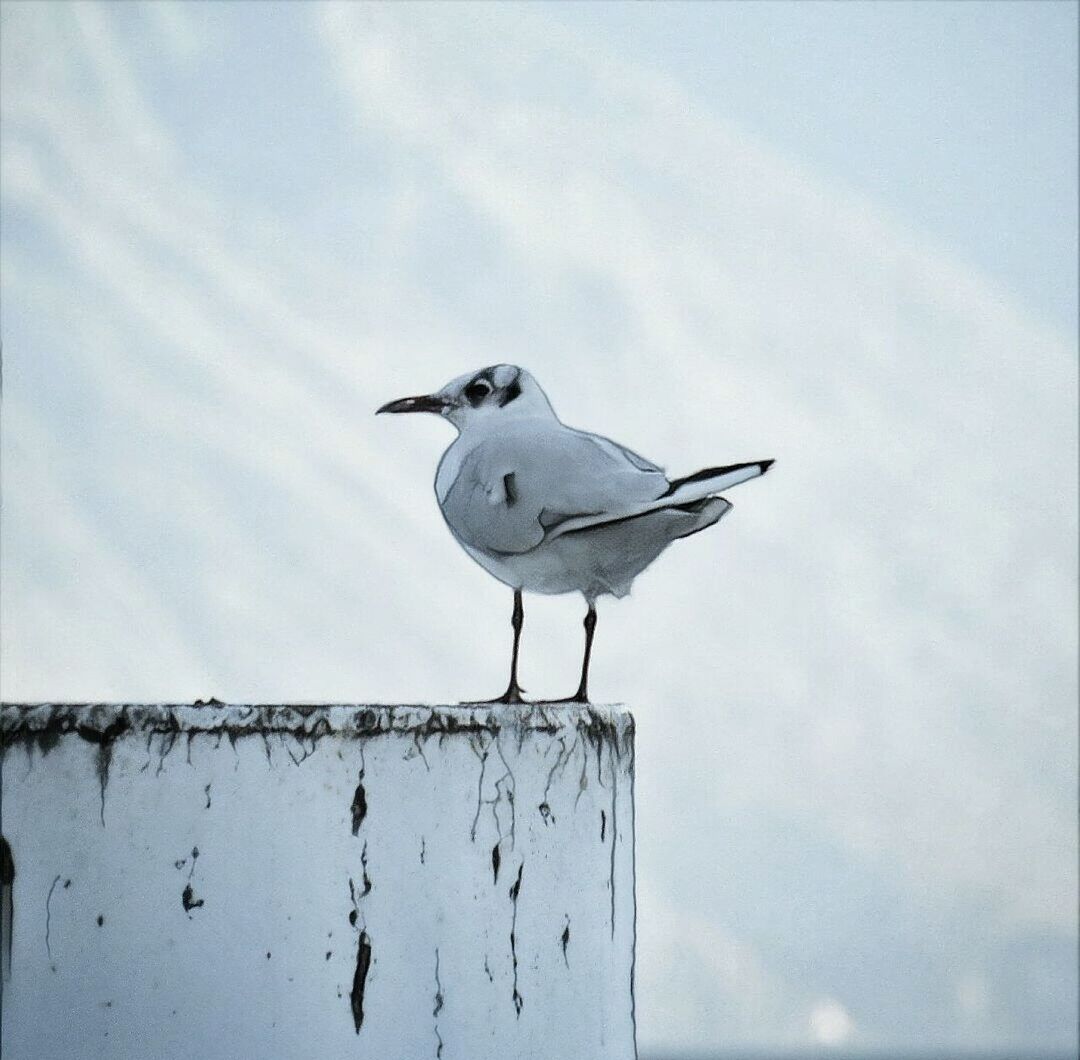 SEAGULL PERCHING ON WOODEN POST