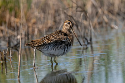 Bird perching on a lake