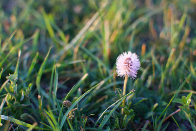 Close-up of white dandelion flower on field