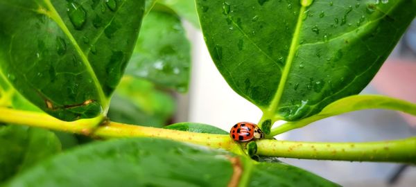 Close-up of ladybug on leaf