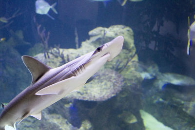 Close-up of turtle swimming in aquarium