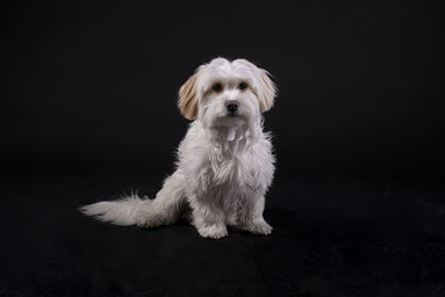 Portrait of dog sitting against black background