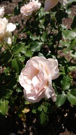 Close-up of white roses blooming outdoors