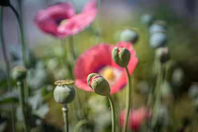 Close-up of red flowering plant