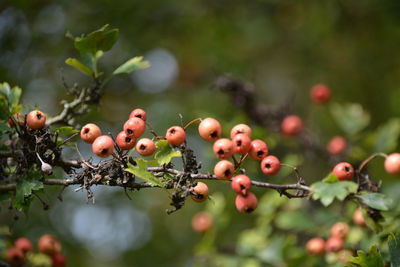 Close-up of berries growing on tree