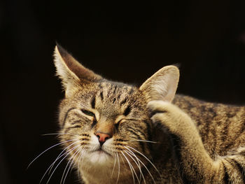 Close-up of cat against black background