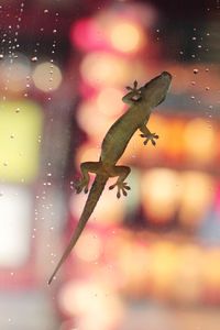 Close-up of insect on bird