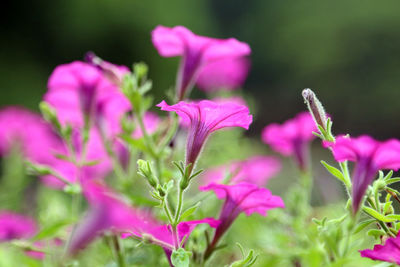 Close-up of pink flowering plant