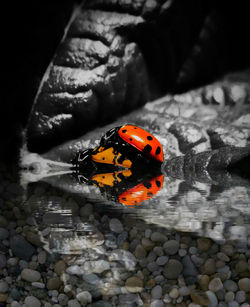 High angle view of ladybug on pebbles