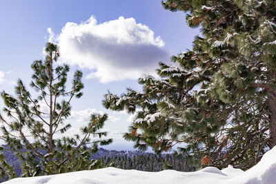 Snow covered tree against sky