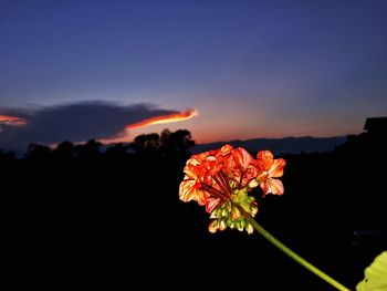 Close-up of flowers against sky at night