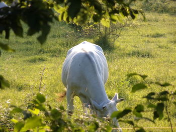 View of horse grazing on field
