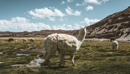 Sheep grazing on field against sky