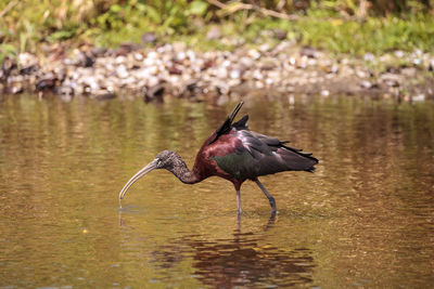 Bird in a lake