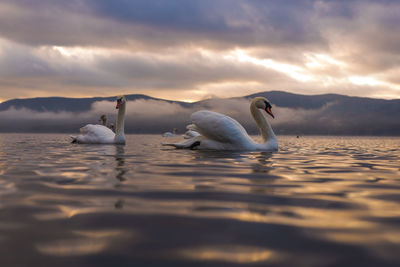 Swans swimming on lake against cloudy sky during sunset