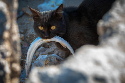 High angle portrait of a cat