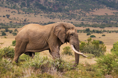 Elephant walking in a field