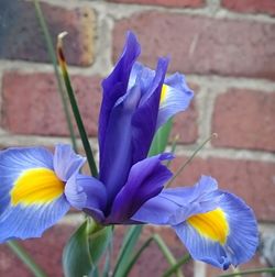 Close-up of purple iris