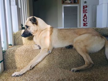 Dog looking away on rug at home