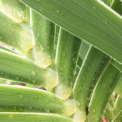 Full frame shot of wet leaf