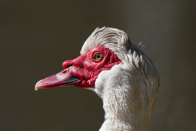 Close-up of a bird