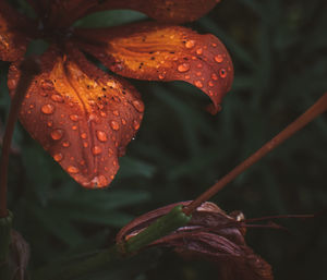 Close-up of wet orange leaves during rainy season, macro plant