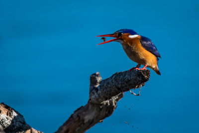 Close-up of bird perching on blue sky