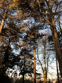 Low angle view of trees against sky