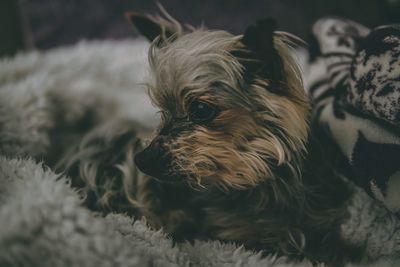 Close-up portrait of dog relaxing on bed at home