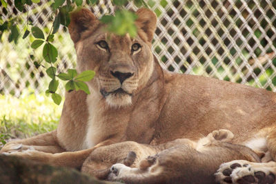 Nursing female african lioness panthera leo feeding her young cubs in the shade.