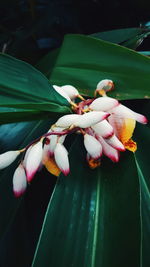 Close-up of pink flowers