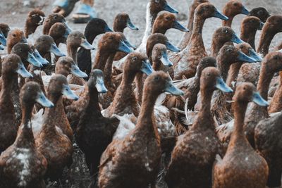 High angle view of birds on land