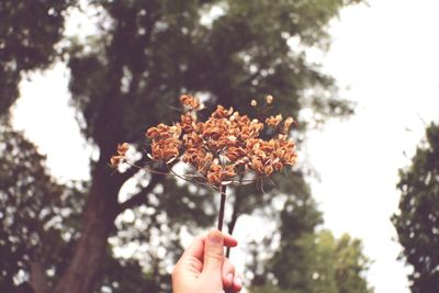 Close-up of hand holding flower tree against sky