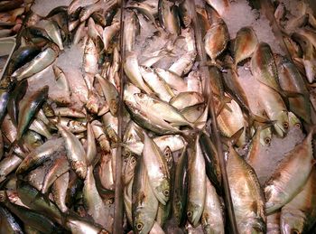 Close-up of fish for sale in market